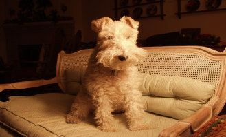 rescue_website003001.jpg