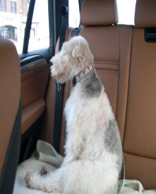 rescue_website003008.jpg