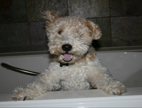 rescue_website004017.jpg