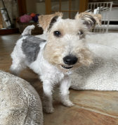 Wire Fox Terrier Rescue Midwest Adoption Gallery