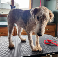 rescue_website005027.jpg