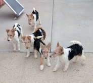 rescue_website005034.jpg