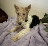 rescue_website006016.jpg
