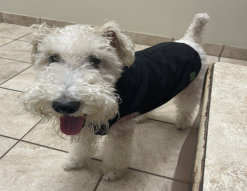 rescue_website006018.jpg