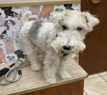 rescue_website006019.jpg