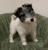 rescue_website006034.jpg