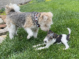 rescue_website007015.jpg