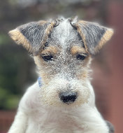 rescue_website007016.jpg
