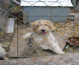 rescue_website008021.jpg
