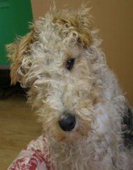 rescue_website008022.jpg