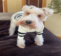 rescue_website009017.jpg